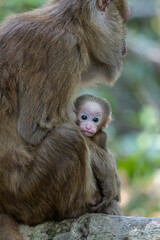 Baby monkey with mother in the forest, Thailand. (macaca fascicularis)