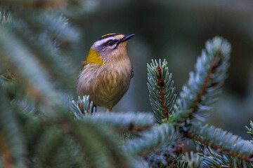 Sommergoldhähnchen (Regulus ignicapillus)