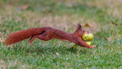 Eichhörnchen (Sciurus vulgaris) mit Hickorynüßen