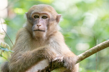monkey in the forest of thailand,macaca fascicularis