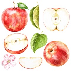 Apple set digital watercolour illustration 