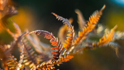 Macro de feuilles de fougère aux teintes orangées, pendant le crépuscule, dans la forêt des...