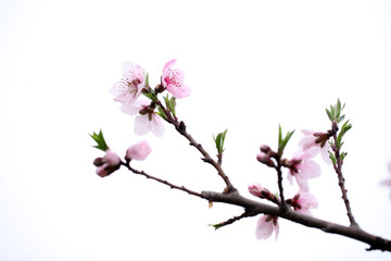 Peach trees blossom in spring