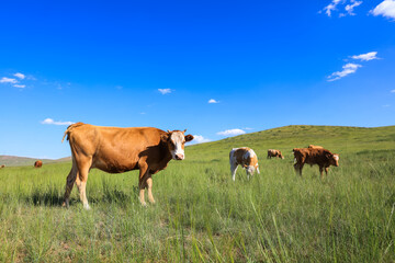 A herd of cattle on the prairie