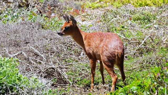 Dainty Cape Grysbok with short horns standing in coastal shrubland, telephoto