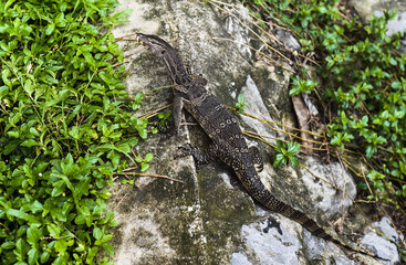 Monitor lizard or Varanus walking in Thailand park