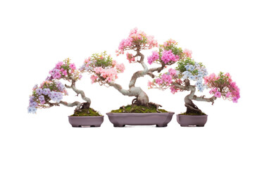 Symmetrical Bonsai Tree Arrangement On transparent background