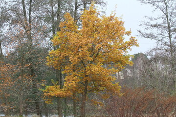 Fototapeta premium deutsche eiche