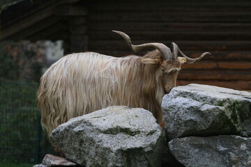 ziege