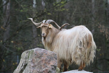ziege