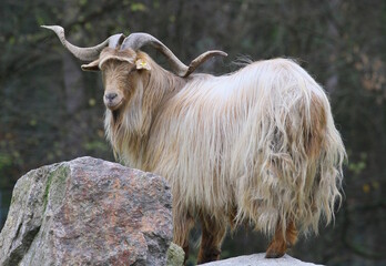 ziege