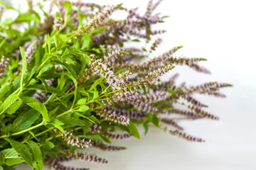 Fresh mint. Medical herbs for herbal tea and homeopathic treatment.