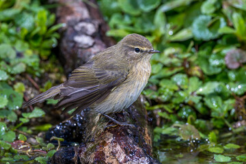 Zilpzalp (Phylloscopus collybita)