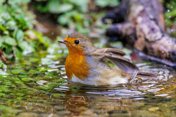 Rotkehlchen (Erithacus rubecula)