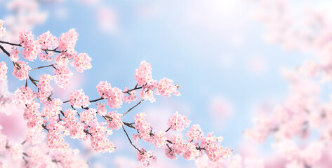 Horizontal banner with sakura flowers of pink color on sunny backdrop. Beautiful nature spring background with a branch of blooming sakura. Sakura blossoming season in Japan © frenta