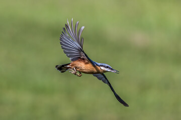 Kleiber (Sitta europaea)