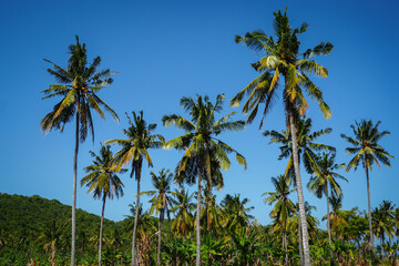 Palm Trees on Indonesian Beach with Clear, Blue Sky - Tropical Views and Ideas 