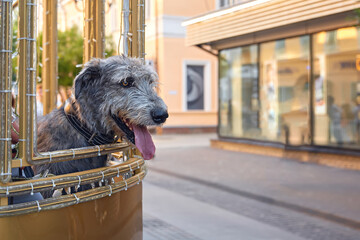 One dog of the Irish Wolfhound breed sits and lies on the street with a hat on his head. Vacation,...