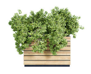 Ornamental plants in wooden box. Green plant on wooden box for fence