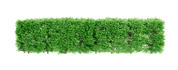Shrubbery bush tree trimming square shape. Fences and decorating the garden. Green leafed bushes. Png transparency	