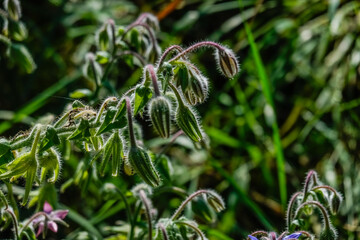 fresh borage with closed blossoms in the garden detail