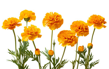 Radiant Marigold Blooms On transparent background