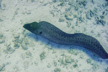 giant moray swimming at the seabed in the red sea egypt