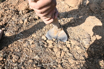 Farmer digging the field. Soil preparation for planting. The farmer working his farm and preparing the field. Farmer hand and tool for digging soil. Agriculture activity.
