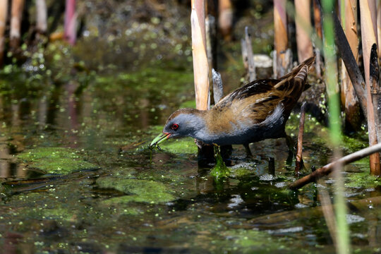 Kleines Sumpfhuhn, Kleinsumpfhuhn - M&auml;nnchen // Little crake - male (Zapornia parva / Porzana parva)