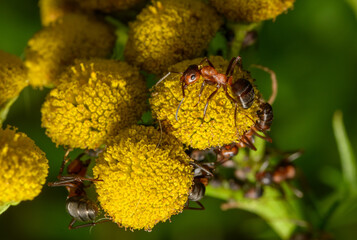 Makrofotografia mrówki na kwitnącym kwiatku w ogrodzie 
