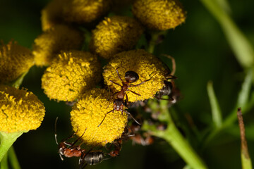 Czerwone mrówki na kwitnącym żółtym kwiatku  - obrazy, fototapety, plakaty