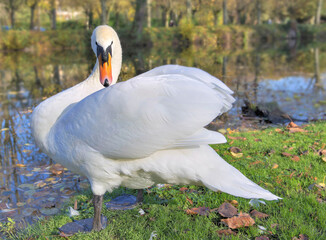 beautiful swan at the water’s edge  in a park
