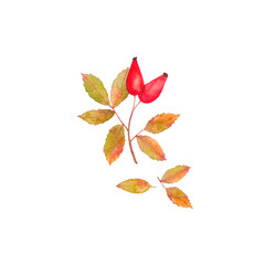 Watercolor drawing of a branch of a rose hip with three berries and a fallen leaf on a transparent background