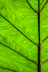 Close up of a taro leaf