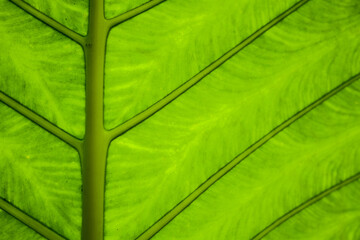 Close up of a taro leaf