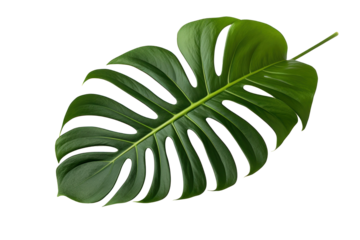 a picture of a monstera plant leaf is shown,