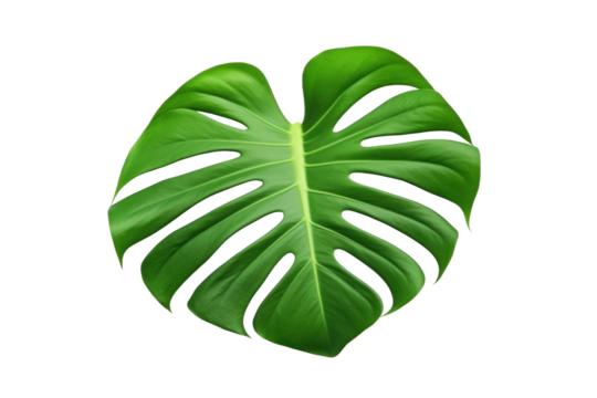 a monstera leaf is seen on a white background,