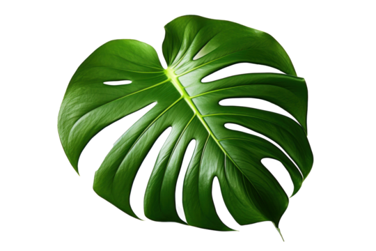 a picture of a monstera plant leaf is shown,