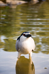 black-crowned night heron close-up photo