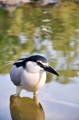 black-crowned night heron close-up photo