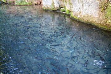 Crystal clear blue turquoise water filled with a group of small fish. Krupajsko vrelo, Serbia.