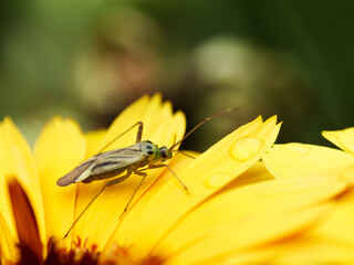 A green beetle on the petals of a yellow flower