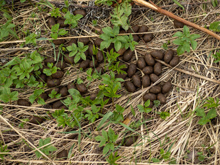 Moose droppings on dry grass