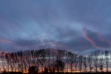 Landscape at sunset with backlit poplars and sky with clouds.