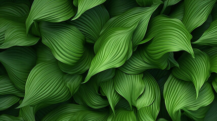Green ribbed plantain plant - obrazy, fototapety, plakaty
