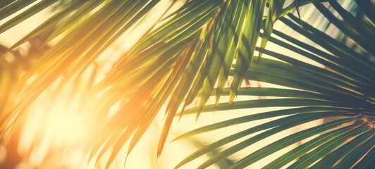 Leaf minimal summer plant texture wallpaper banner background - Closeup of tropical palm tree leaves, illuminated by the sun