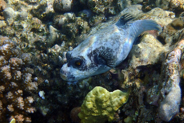 puffer fish from Egypt © jonnysek