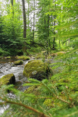 Fototapeta premium small river in spring czech forest