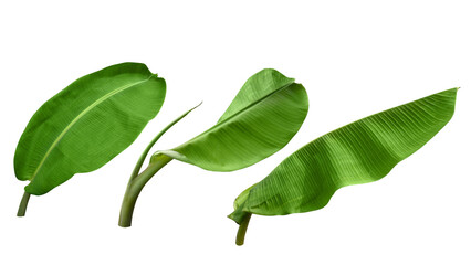 Set of green banana leaves