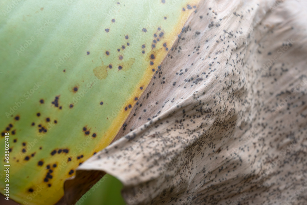 Wall mural dry leaf texture